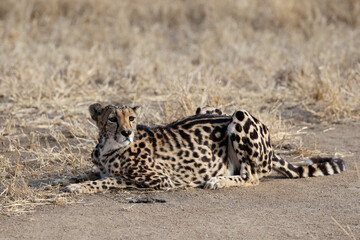 Rare King Cheetah in South Africa