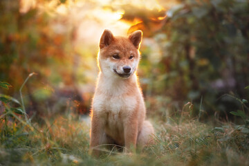 Beautiful shiba inu puppy sitting in the forest at golden sunset. Cute Red shiba inu female dog in autumn