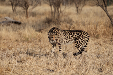 Rare King Cheetah in South Africa