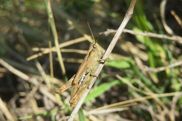 Brown grasshopper sitting on plant branch in the garden, closeup