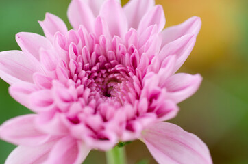 Beautiful pink chrysanthemum blur With a blurred pattern background