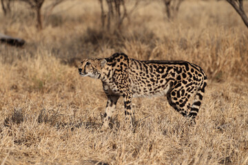 Rare King Cheetah in South Africa