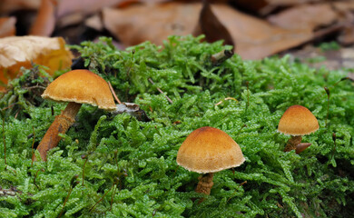 The Cystoderma jasonis is a powdercap mushroom