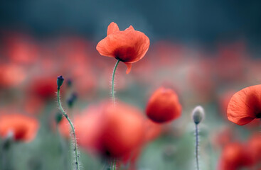 poppy flowers in the field