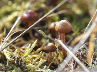 The Mountain Brownie (Deconica montana) - inedible