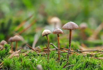 The Mountain Brownie (Deconica montana) - inedible