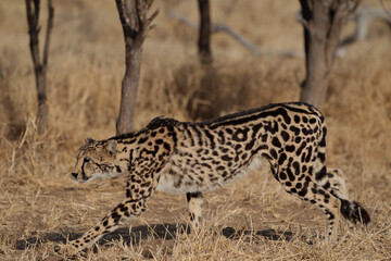 Rare King Cheetah in South Africa