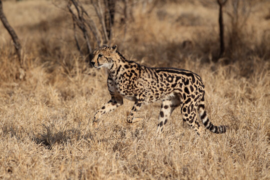 Rare King Cheetah in South Africa