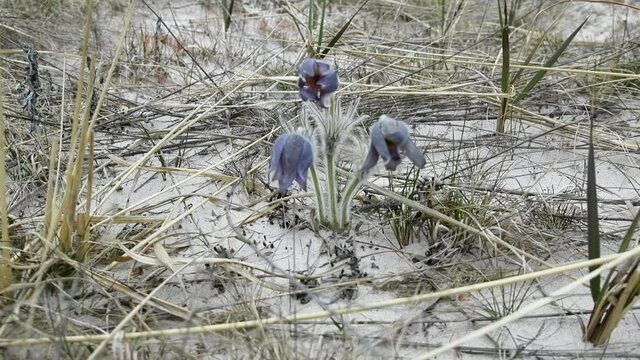 Prairie smoke (mayflower, Pulsatilla patens) grows on the dunes among the grass. Purple flowers
