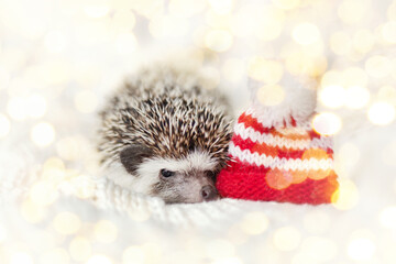 cute decorative hedgehog with a red santa hat lies on a white knitted blanket with bright light...