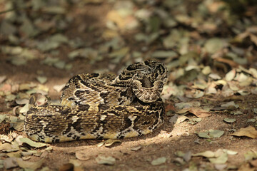 African Puff Adder Snake