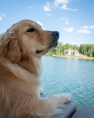 golden retriever dog on the lake