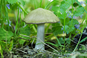 The Entoloma sepium is a pinkgill