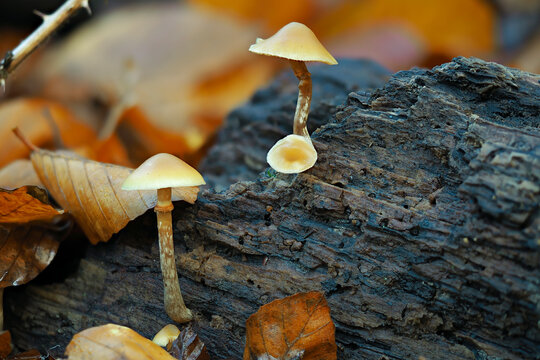 The Funeral Bell (Galerina marginata) is a deadly poisonous mushroom
