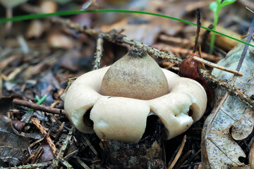 The Sessile Earthstar (Geastrum fimbriatum)