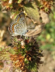 Beautiful polyommatus butterfly on plant in the meadow, closeup