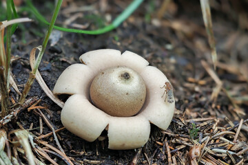 The Sessile Earthstar (Geastrum fimbriatum)