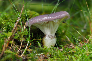 The Slimy Spike (Gomphidius glutinosus)