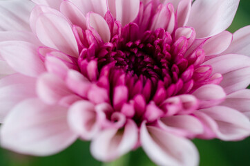 Beautiful pink chrysanthemum blur close up With a blurred pattern background