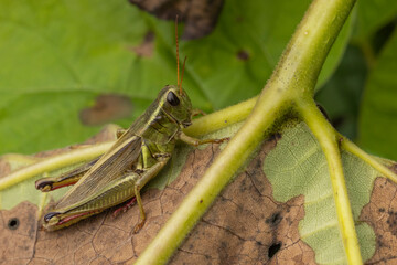 Grasshopper feeding in tree