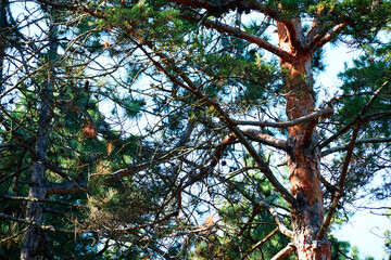 forest on a bright day - beautiful autumn landscape and wildlife