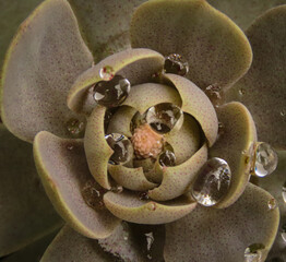 Succulent plant with water droplets after a rain shower in the summer