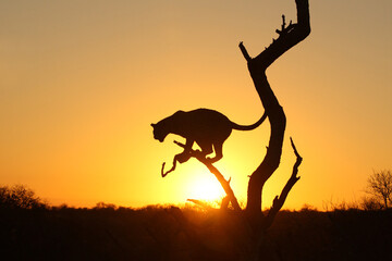 Leopard silhouette at sunrise in South Africa 