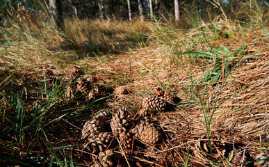 forest on a bright day, cones on the trail - beautiful autumn landscape and wildlife