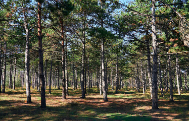 Obraz premium forest on a bright day - beautiful autumn landscape and wildlife