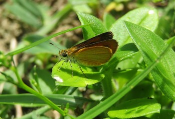 Skipper butterfly on green leafs in Florida nature, closeup