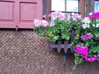 Fototapeta na wymiar mur de bardeaux avec géraniums et 1 fenêtre Habitat rustique 
