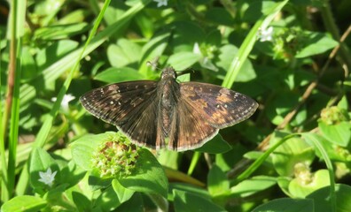 Fototapeta na wymiar Brown butterfly on the grass