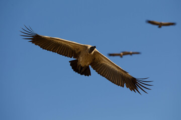 Vultures in South Africa