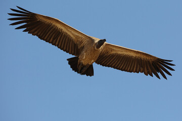Vultures in South Africa