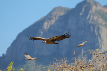 Fototapeta na wymiar Vultures in South Africa