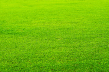 nature green grass in the field background