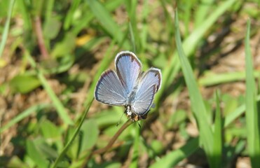 Fototapeta na wymiar Blue polyommatus butterfly on grass in Florida wild, closeup