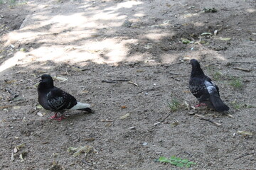 pigeons on the ground