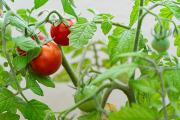 Ripe and Unripe Tomatoes