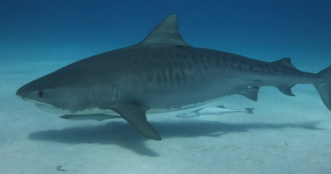Tigerhai und andere Riffhaie in den Bahams.