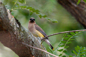 Cedar Waxwing sitting in a tree on the lookout for berries and food