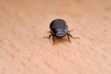 Drugstore beetle