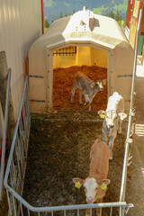 Tree calves in a hut with a fence at Brunni over Engelberg on Switzerland