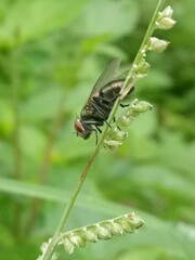 green flies on a leaf