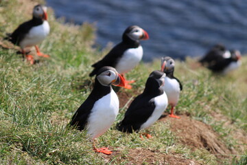 Puffins in East Iceland