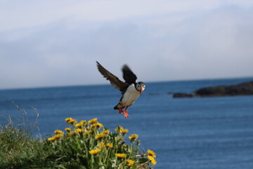 Puffins in East Iceland