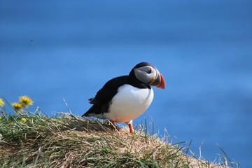 Puffins in North East Iceland 