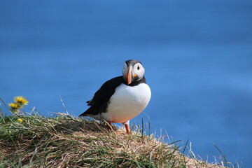 Puffins in North East Iceland 