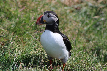 Puffins in North East Iceland 