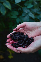 smashed blackberry in female hands